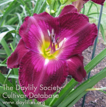 Daylily Child of Obsession